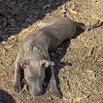 Thumbnail photo of Leo #2