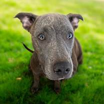 Thumbnail photo of Leo #4