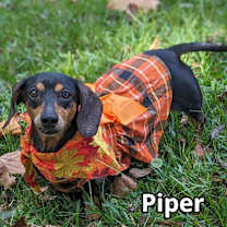 Thumbnail photo of Piper #3