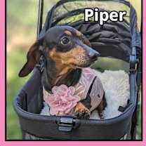 Thumbnail photo of Piper #4