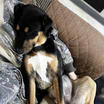 Thumbnail photo of Eli #2