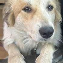 Thumbnail photo of Bonnie1 #2