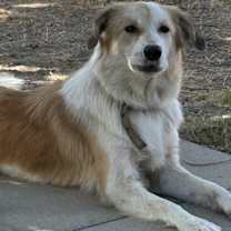 Thumbnail photo of Bonnie1 #4