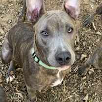 Thumbnail photo of Lexi #1