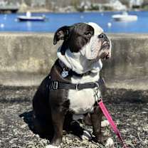 Thumbnail photo of Kaya #4