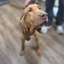 Thumbnail photo of Moose #2