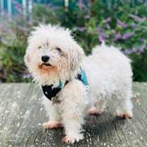 Thumbnail photo of Butterball #3