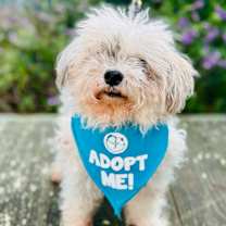 Thumbnail photo of Butterball #4