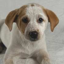 Thumbnail photo of Tinni #1