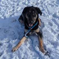 Thumbnail photo of Olearia #2