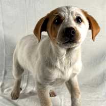 Thumbnail photo of Tinni #2