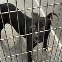 Thumbnail photo of Crawfish #1