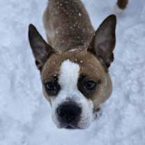 Thumbnail photo of Odie #2