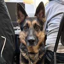 Thumbnail photo of Cooby #2