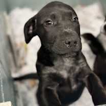 Thumbnail photo of Nutmeg #1