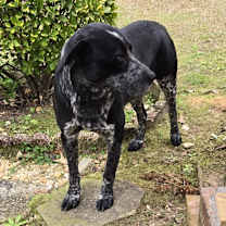 Thumbnail photo of Blackie #4