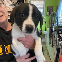 Thumbnail photo of Rudolph (7wk PUPPY) #1