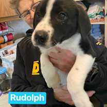 Thumbnail photo of Rudolph (7wk PUPPY) #3
