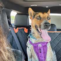 Thumbnail photo of Ryker #4