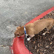 Thumbnail photo of Basil #1