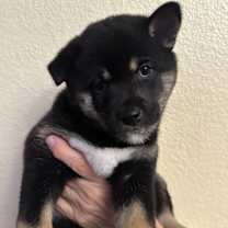 Thumbnail photo of Tesla #1