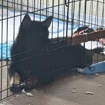 Thumbnail photo of Tesla #2