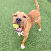 Thumbnail photo of Howard #3