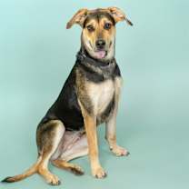 Thumbnail photo of APPLE #1