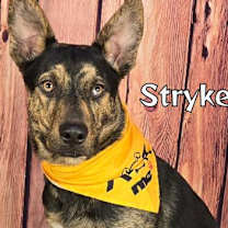Thumbnail photo of Stryker #1
