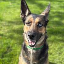 Thumbnail photo of Bella #1