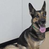 Thumbnail photo of Bella #2