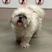 Thumbnail photo of Kodi #2