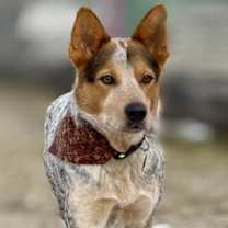 Thumbnail photo of Zeek #1