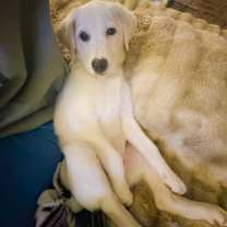 Thumbnail photo of Minnie #2