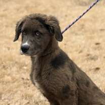 Thumbnail photo of Buck #3