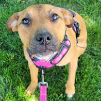 Thumbnail photo of Stella #1