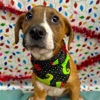 Thumbnail photo of Biscuit #1