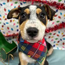 Thumbnail photo of Giselle #1