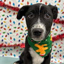 Thumbnail photo of Grant #1