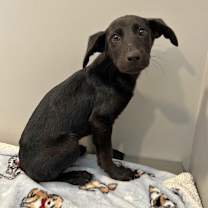 Thumbnail photo of Smokey  #2