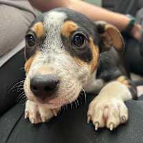 Thumbnail photo of Giselle #2