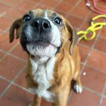 Thumbnail photo of Biscuit #3