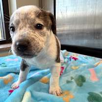 Thumbnail photo of Glee #1