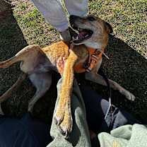 Thumbnail photo of Bailey #4