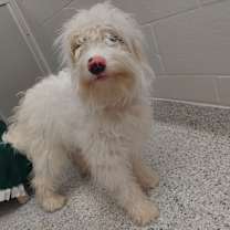 Thumbnail photo of Miss Piggy #2