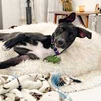 Thumbnail photo of Pearl #1