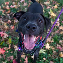 Thumbnail photo of Pearl #2