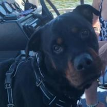 Thumbnail photo of Thor #3