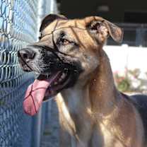 Thumbnail photo of Starfire #1