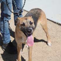 Thumbnail photo of Starfire #3